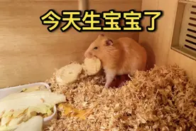 金丝熊生宝宝了，吃饭都要在窝里吃，生怕别人偷了它的孩子