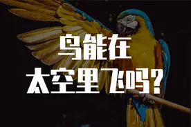 鸟在太空里能不能飞主要看定义，什么是太空？什么又是飞呢？视频封面