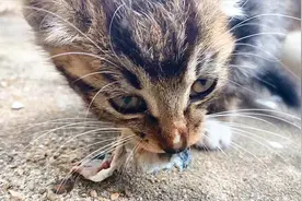 碎嘴子小奶猫第1次吃到生鱼肉，真是吃都堵不住嘴了！视频封面