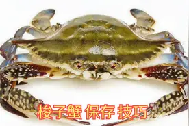 保存梭子蟹，直接放冰箱就错了，大厨教你一招，保证个个鲜活视频封面