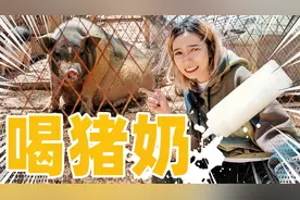挤猪奶！喝猪奶！什么味？视频封面