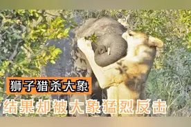 不自量力，狮子猎杀大象，结果却被大象猛烈反击！视频封面