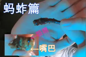 吃虫子大挑战蚂蚱篇视频封面