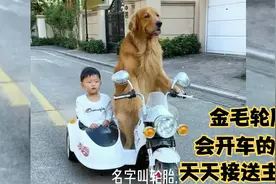 金毛轮胎：唯一会开车的狗，开车接小孩上下学，这智商是成精了吗视频封面