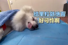花800块给狗做绝育，不想让它生小狗了！做完手术感觉果粒好可怜视频封面