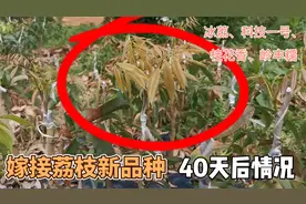 嫁接荔枝新品种，如冰荔、桂花香、科技一号，30多天后成活了视频封面