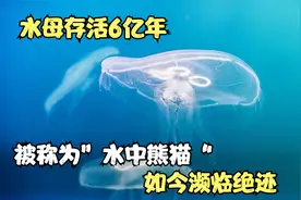 水母存活6亿年，被称为”水中大熊猫“，如今濒临绝迹视频封面