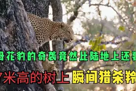 母花豹开启生存特异新技能，7米高的大树当跳板，瞬间猎杀大羚羊视频封面
