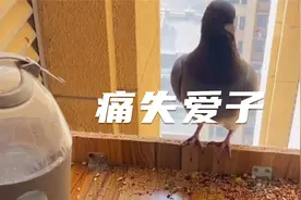 鸽子痛失爱子 我只能用这种方法安慰它了视频封面