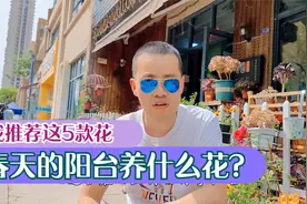 花量大，花期长，好看又好养，我推荐这5款花，阳台从此春花烂漫视频封面