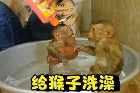 外国女人把猴当孩子养，今天猴有点臭给猴洗个澡，真是太有爱了！视频封面