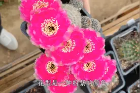 它是仙人球中的“王者”，好养易群开，可以四季开花，单花花期长视频封面