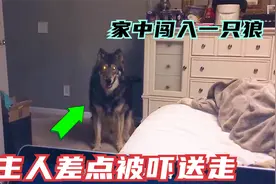 哈士奇从野外领回一只野狼，竟被主人养成了二哈视频封面