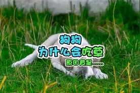 狗狗为什么会吃草？狗狗吃草到底要不要阻止视频封面
