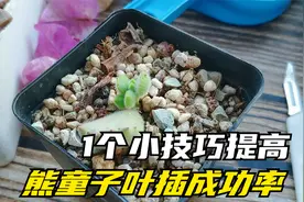 叶插困难户熊童子，1个小技巧，让它的叶插发芽率提高到99%视频封面