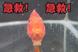 鱼侧浮，爬缸，全身白毛，终于等到鱼病好素材，看我如何急救