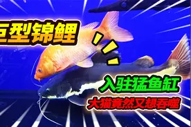 鱼友送了两条巨型锦鲤，安排入驻2米猛鱼大缸，大猫行动异常诡异视频封面