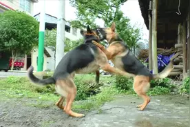 60斤高智商母德牧和80斤大体型公德牧打架，谁更胜一筹？