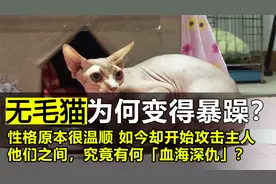 原本温顺的无毛猫，如今却开始攻击主人，到底有何“血海深仇”？视频封面