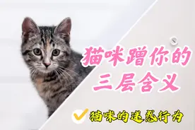 猫咪的迷惑行为，猫咪蹭你都有哪些含义视频封面