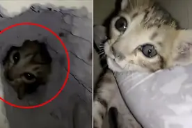 工地的墙壁内传出猫咪叫声 好心人凿墙解救被封在墙里的小奶猫视频封面