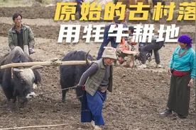 在这个原始的藏族古村落，人们用牦牛耕地，女人也能下地干重活视频封面