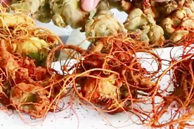 给大家介绍一下新鲜的三七是什么样的