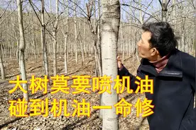 农村老人讲：“大树莫要喷机油，碰到机油一命休”，为啥怕机油？视频封面