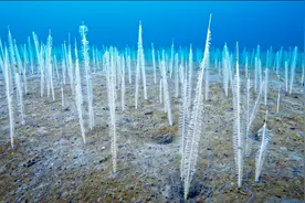 你知道海带是怎么生长的吗？来了解一下这片海底森林吧！纪录片