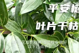平安树叶片干枯不好养？改善养殖方法，叶青翠，根系壮视频封面