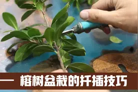 榕树怎么扦插繁殖？园艺师教你，实操扦插技巧，新手一学就会视频封面