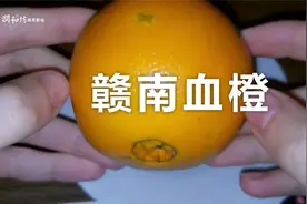 赣南血橙最好吃的橙子之一，我们的血橙太好吃了视频封面