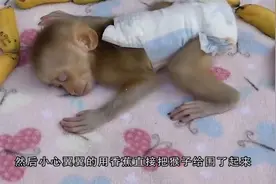 小猴子自己洗澡，屁屁也要好好洗洗，场面十分有趣视频封面