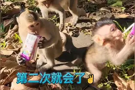 一个月大的野生小猴迪亚哥会用吸管喝奶，这让小彩虹🌈情何以堪视频封面