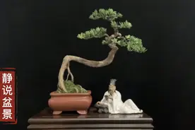 优美如画的极品雀舌罗汉松盆景欣赏，造型浑然天成与公仔相映成趣视频封面