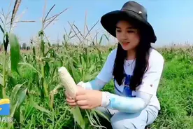 禹城有种“神仙玉米”，从地里掰下来就能吃，一根7元都不愁卖视频封面