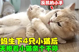 猫妈妈生下4只小猫后，每天抱着小猫亲个不停，小猫的反应太搞笑视频封面