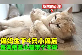猫妈妈生下4只小猫后，每天抱着小猫亲个不停，小猫的反应太搞笑视频封面