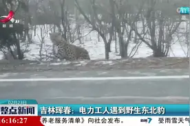 吉林珲春：电力工人遇到野生东北豹视频封面