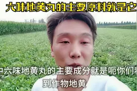 秋天怀地黄又快到成熟的时候了 水浇多了苗会干枯 大阳来给你解密视频封面