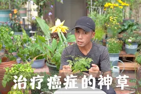 增强抗体治疗癌症，2022年新品网红，神奇植物蝙蝠草视频封面