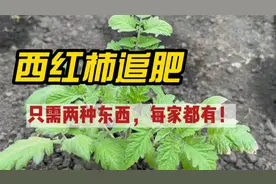 天然肥料有机肥，这样给番茄追肥，结果会让你很高兴！