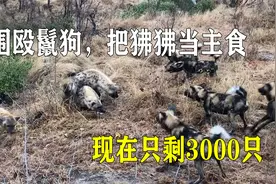 猎杀狒狒围殴鬣狗，捕猎成功率高达65%，为何只剩3000只？视频封面