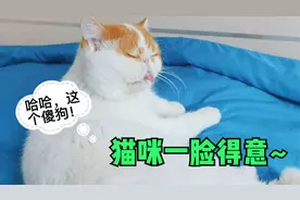 家里猫咪合伙欺负小奶狗，小奶狗还一脸天真，猫:怕是个傻子吧？视频封面