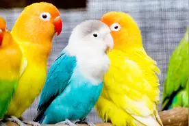 新手怎么选择宠物鹦鹉？这9种性价比高的鹦鹉，总有一种适合你