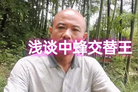 什么是中蜂的交替王呢？听听养蜂人讲解分析，交替王的由来与特征视频封面