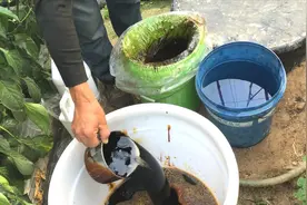 难怪蔬菜产量高，钙肥必不可少，跟寿光老菜农学学种菜技术视频封面
