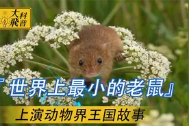 世界上最小的鼠类,上演动物版鱿鱼游戏，小小草场以身试险引天敌视频封面
