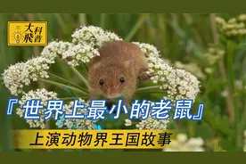 世界上最小的鼠类,上演动物版鱿鱼游戏，小小草场以身试险引天敌视频封面