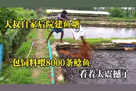 大叔一包饲料喂8000条鲶鱼，场面堪称壮观，这么解压的工作心动了视频封面